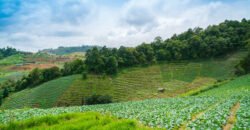 VENDE GRANJA EL TOPE VIA RUBIO, ESTADO TÁCHIRA, VENEZUELA.