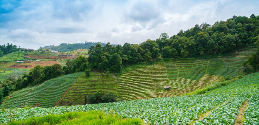 VENDE GRANJA EL TOPE VIA RUBIO, ESTADO TÁCHIRA, VENEZUELA.